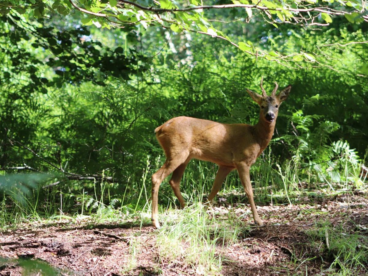 Pheasant Lodge Wimborne Minster Esterno foto